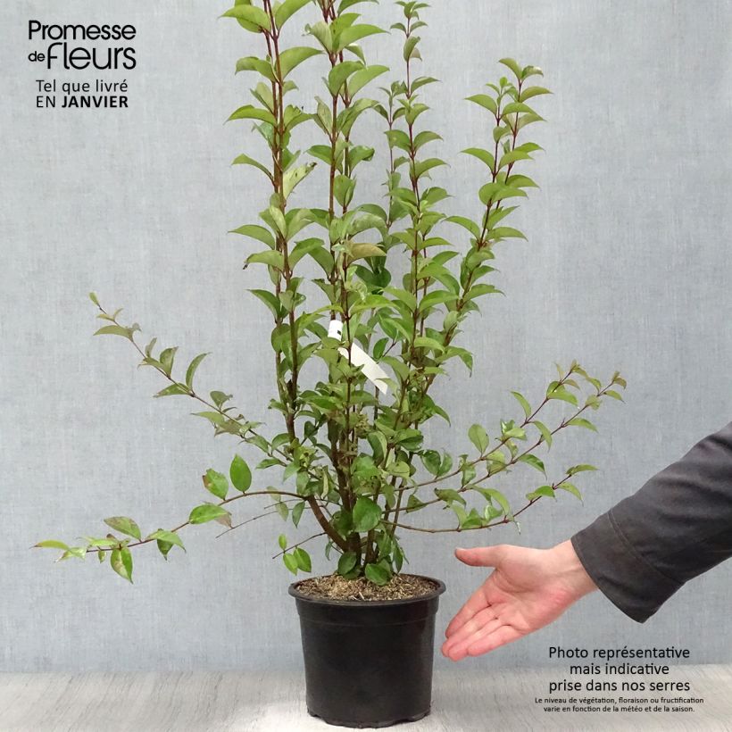 Ligustrum japonicum - Ligustro giapponese Vaso da 1,5L/2L esemplare consegnato in inverno