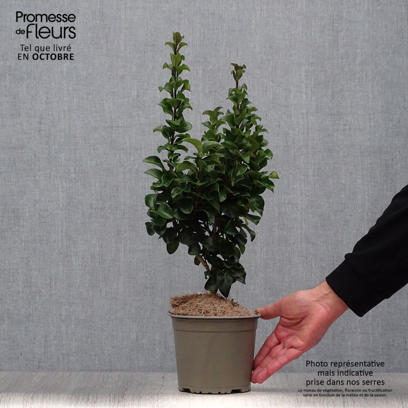 Esemplare di Ligustrum japonicum Rotundifolium - Ligustro giapponese Vaso da 2L/3L come consegnato in autunno