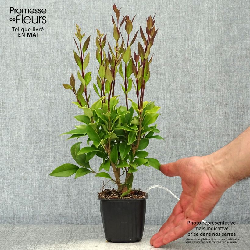 Ligustrum japonicum - Ligustro giapponese Vasetto da 8/9 cm esemplare consegnato in primavera