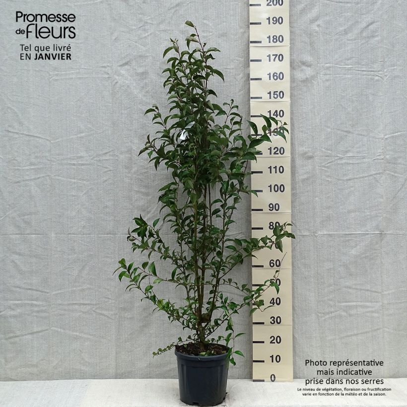 Ligustrum japonicum - Ligustro giapponese Vaso da 7,5L/10L esemplare consegnato in inverno