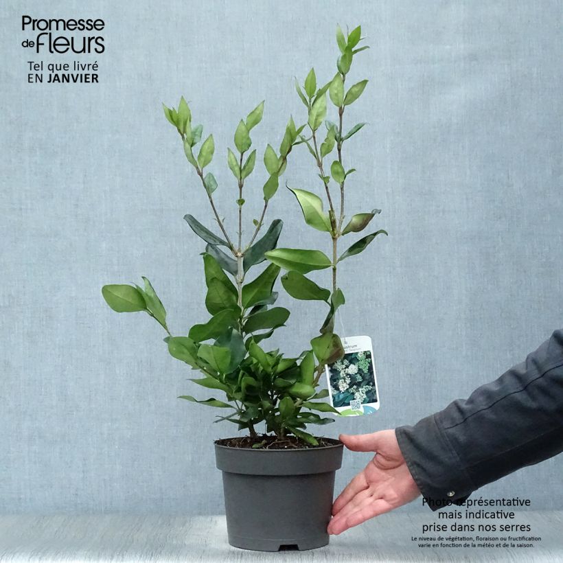 Ligustrum japonicum Texanum - Ligustro giapponese Vaso da 2L/3L esemplare consegnato in inverno