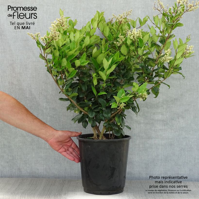 Ligustrum japonicum Texanum - Ligustro giapponese Vaso da 7,5L/10L esemplare consegnato in primavera