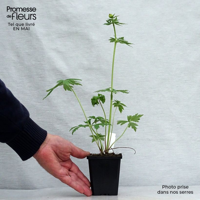 Trollius chinensis Golden Queen Vasetto da 8/9 cm esemplare consegnato in primavera