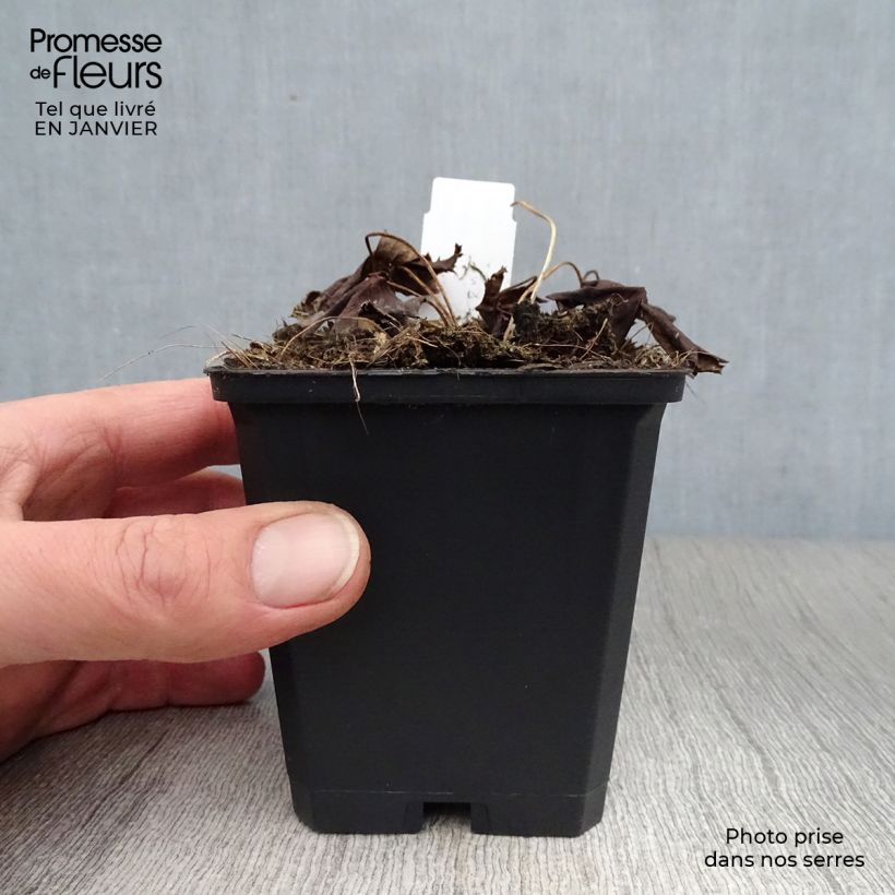 Trollius chinensis Golden Queen Vasetto da 8/9 cm esemplare consegnato in inverno