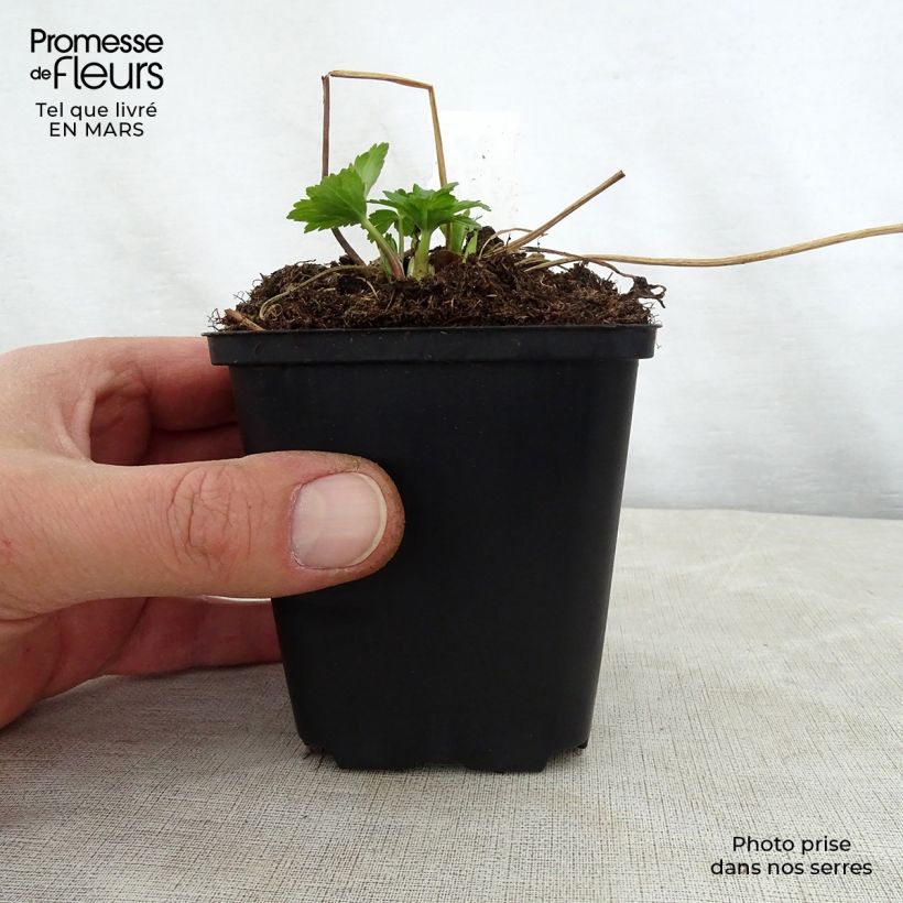 Trollius Cheddar Vasetto da 8/9 cm esemplare consegnato in primavera