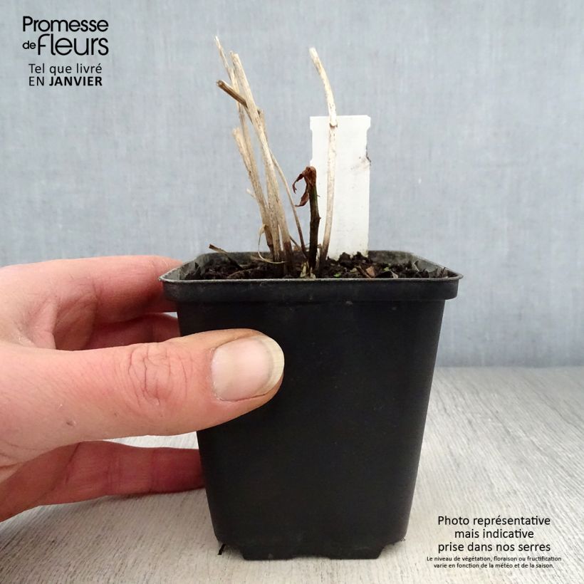 Trollius Cheddar Vasetto da 8/9 cm esemplare consegnato in inverno