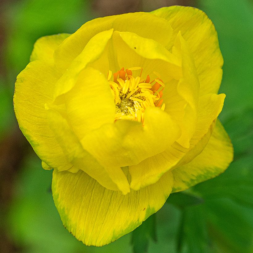Trollius europaeus Lemon Supreme - Botton d'oro (Fioritura)