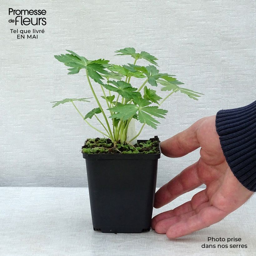 Trollius europaeus - Botton d'oro Vasetto da 8/9 cm esemplare consegnato in primavera