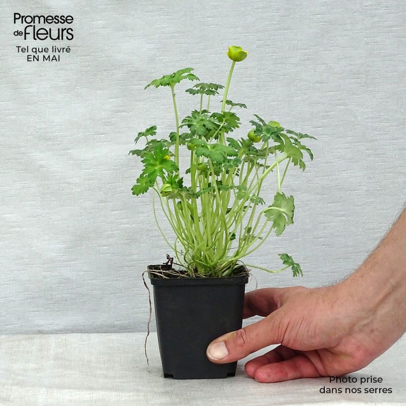 Trollius pumilus Vasetto da 8/9 cm esemplare consegnato in primavera