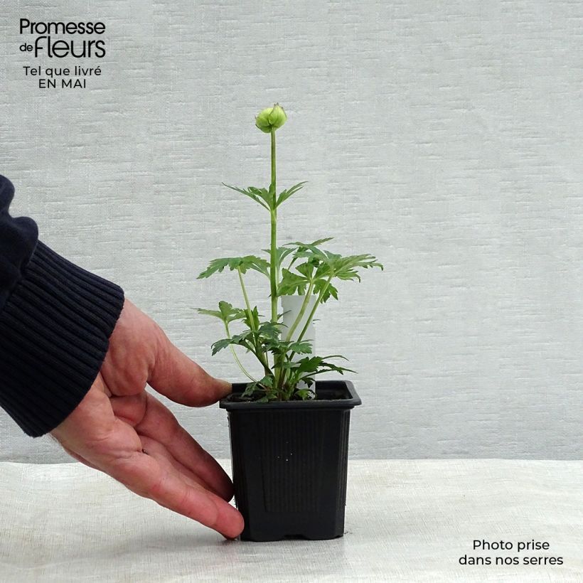 Trollius Alabaster Vasetto da 8/9 cm esemplare consegnato in primavera