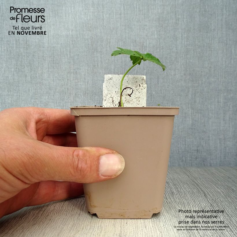 Esemplare di Trollius Alabaster Vasetto da 8/9 cm come consegnato in autunno