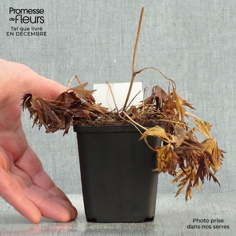 Trollius Alabaster Vasetto da 8/9 cm esemplare consegnato in inverno