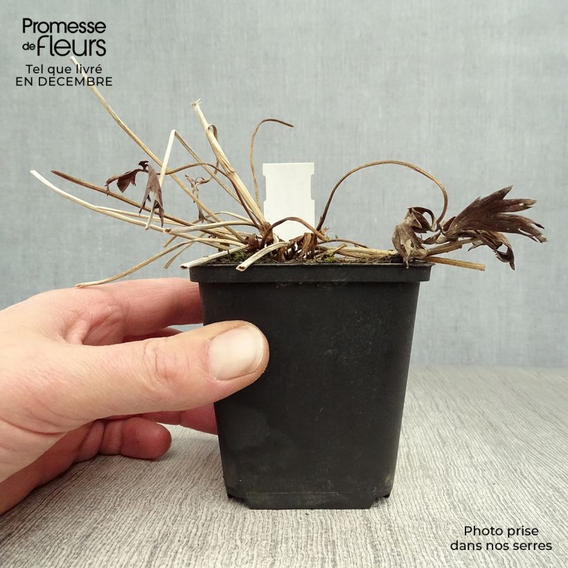 Trollius Lemon Queen Vasetto da 8/9 cm esemplare consegnato in inverno