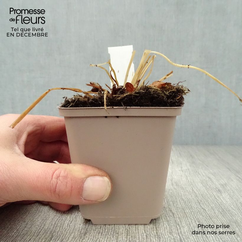 Trollius europaeus - Botton d'oro Vasetto da 8/9 cm esemplare consegnato in inverno