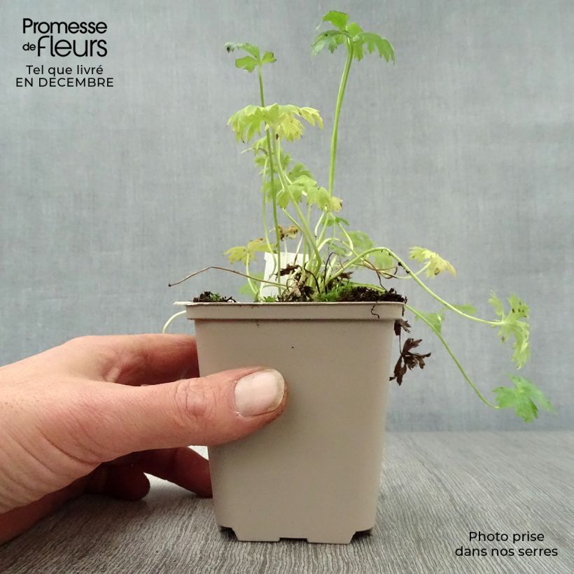 Trollius pumilus Vasetto da 8/9 cm esemplare consegnato in inverno