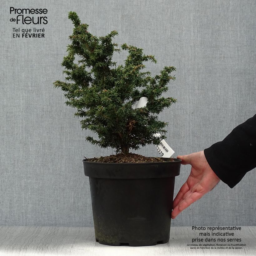 Iris germanica Chateau d Auvers Sur Oise - Giaggiolo paonazzo Vasetto da 8/9 cm esemplare consegnato in inverno