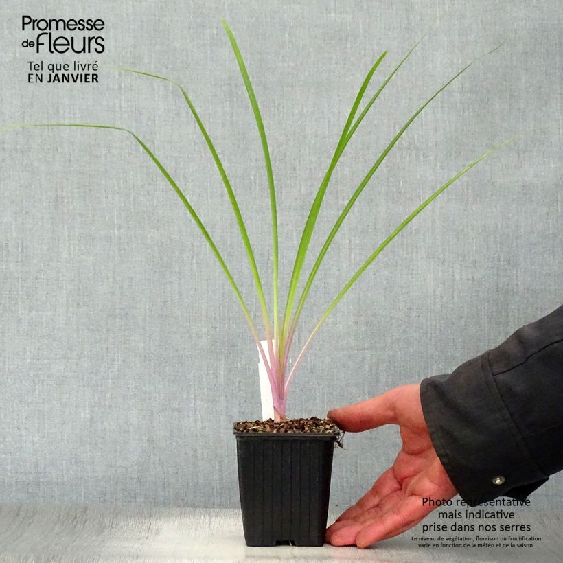 Tulbaghia violacea Flamingo Vasetto da 8/9 cm esemplare consegnato in inverno