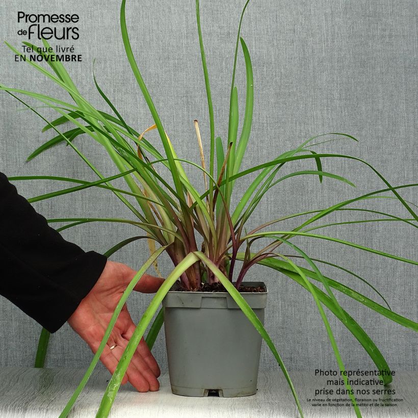 Esemplare di Tulbaghia violacea var. maritima simmleri Himba Vaso da 2L/3L come consegnato in autunno