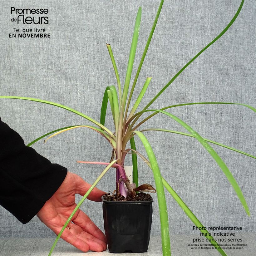 Esemplare di Tulbaghia violacea var. maritima simmleri Himba Vasetto da 7/8 cm come consegnato in autunno