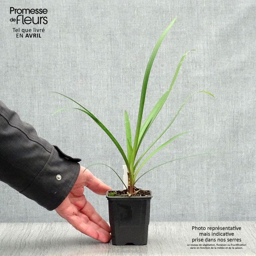 Tulbaghia violacea var. maritima simmleri Himba Vasetto da 7/8 cm esemplare consegnato in primavera