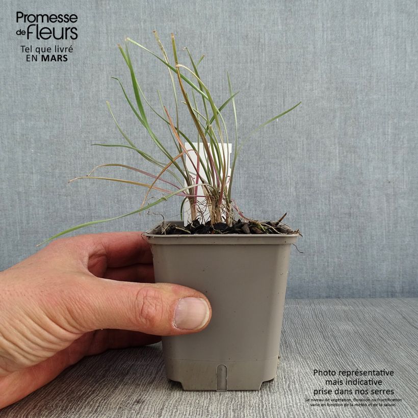 Tulbaghia violacea Purple Eye Vasetto da 8/9 cm esemplare consegnato in inverno