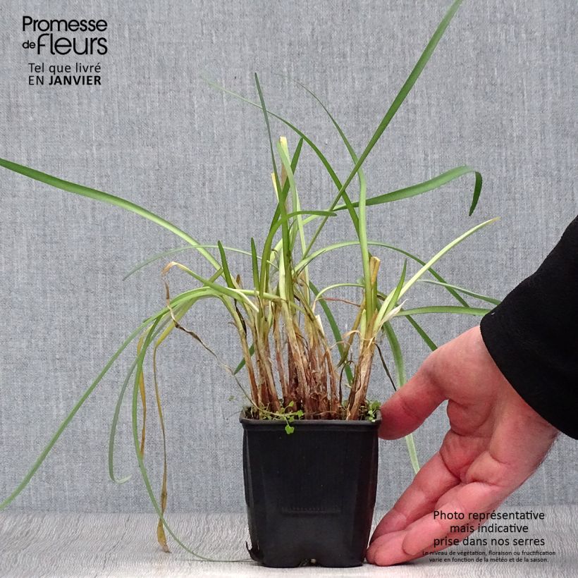 Tulbaghia cominsii Violacea Vasetto da 8/9 cm esemplare consegnato in inverno