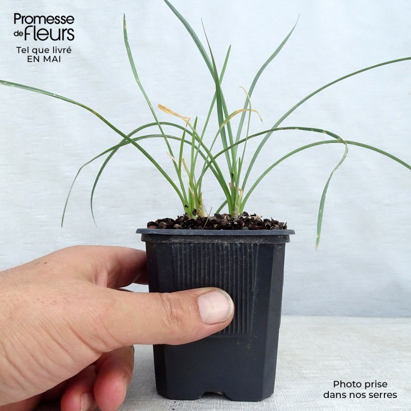 Tulbaghia violacea Ashanti Vasetto da 8/9 cm esemplare consegnato in primavera