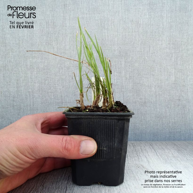 Tulbaghia violacea Ashanti Vasetto da 8/9 cm esemplare consegnato in inverno