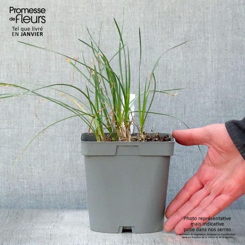 Tulbaghia violacea Ashanti Vaso da 2L/3L esemplare consegnato in inverno