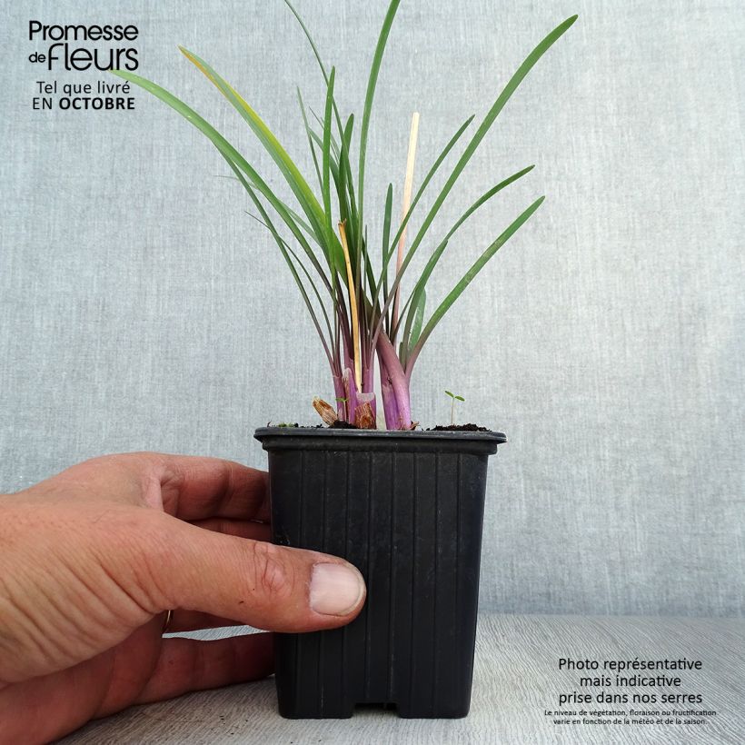 Esemplare di Tulbaghia violacea KIlimanjaro Vasetto da 8/9 cm come consegnato in autunno