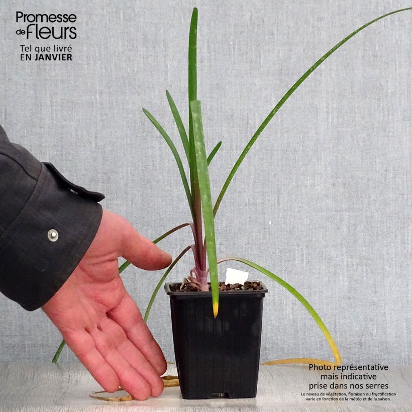 Tulbaghia violacea KIlimanjaro Vasetto da 8/9 cm esemplare consegnato in inverno