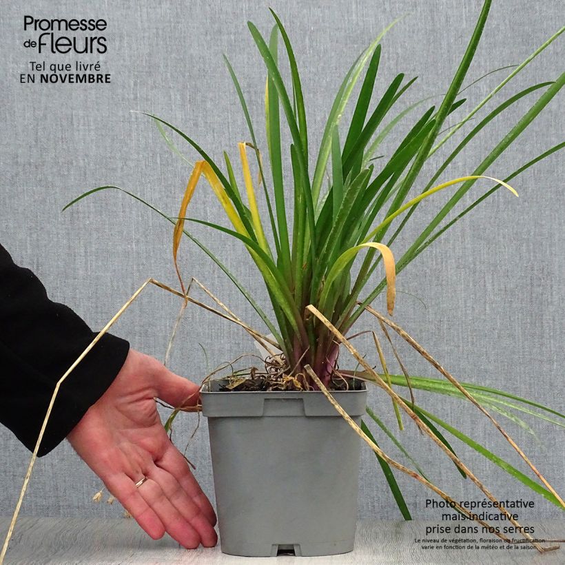 Esemplare di Tulbaghia violacea KIlimanjaro Vaso da 2L/3L come consegnato in autunno