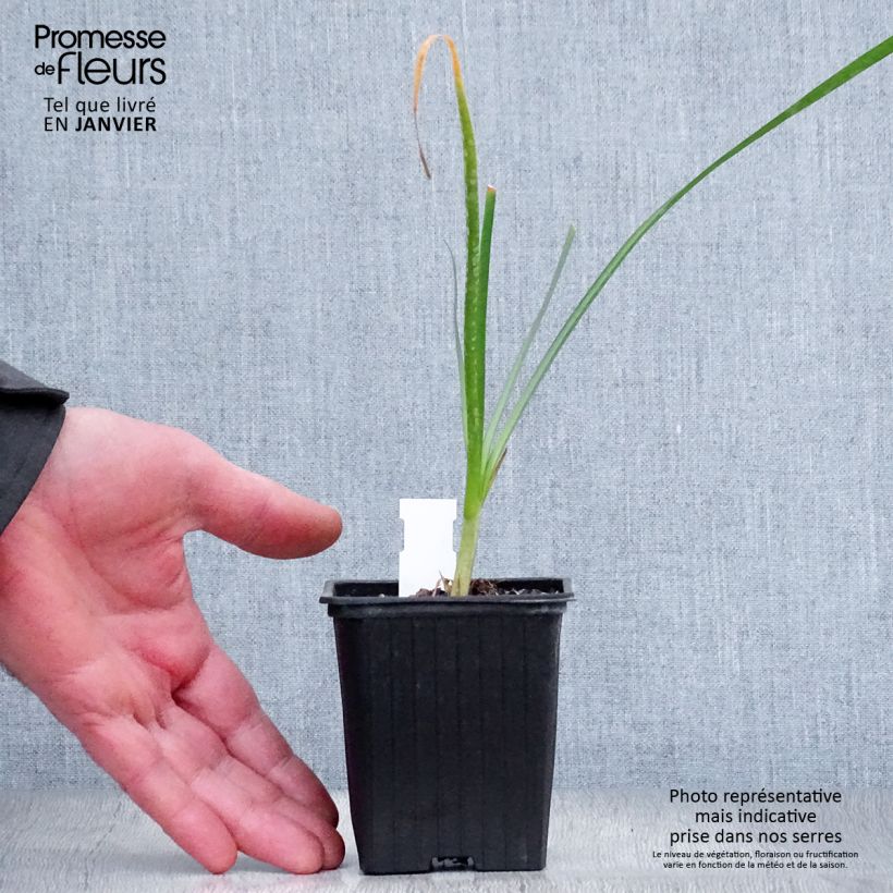 Tulbaghia violacea Pearl Vasetto da 8/9 cm esemplare consegnato in inverno