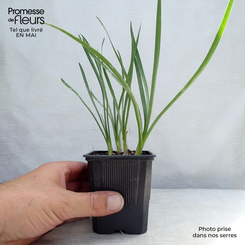 Tulbaghia violacea Pearl Vasetto da 8/9 cm esemplare consegnato in primavera