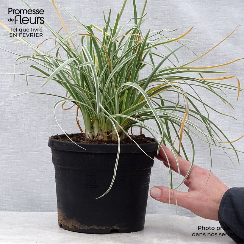 Tulbaghia violacea Silver Lace Vaso da 2L/3L taglia I esemplare consegnato in inverno