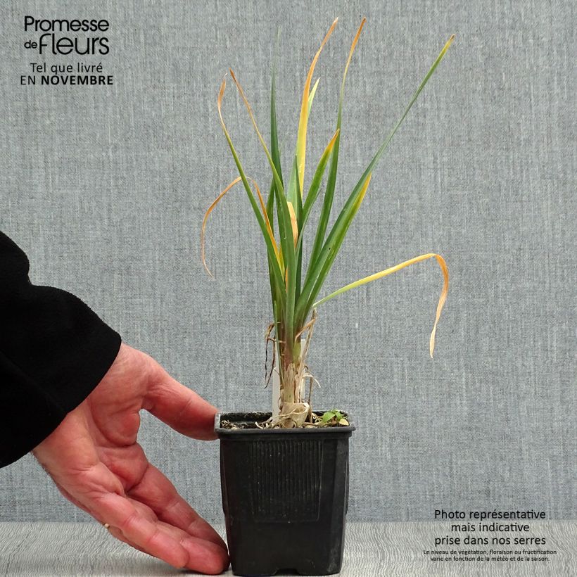 Esemplare di Tulbaghia violacea Vasetto da 8/9 cm come consegnato in autunno
