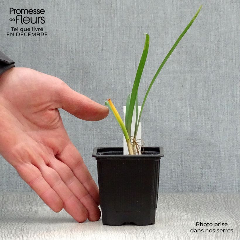 Tulbaghia violacea Vasetto da 8/9 cm esemplare consegnato in inverno