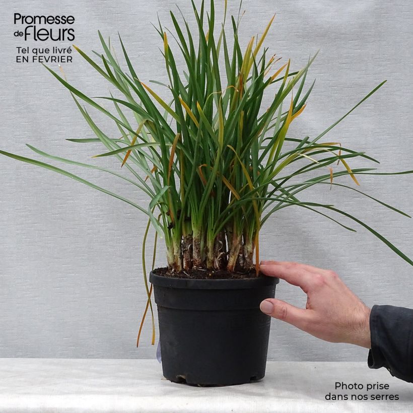 Tulbaghia violacea Vaso da 2L/3L esemplare consegnato in inverno