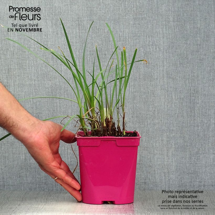 Esemplare di Tulbaghia violacea Vaso da 2L/3L come consegnato in autunno