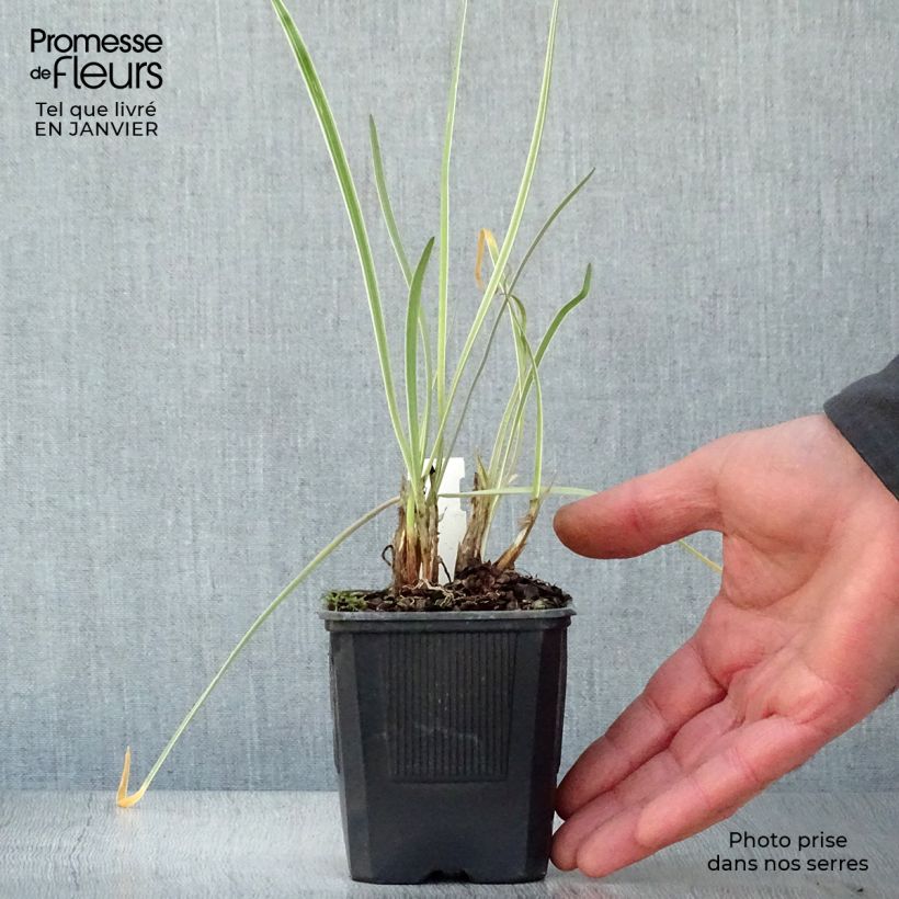 Tulbaghia violacea Silver Lace Vasetto da 8/9 cm esemplare consegnato in inverno