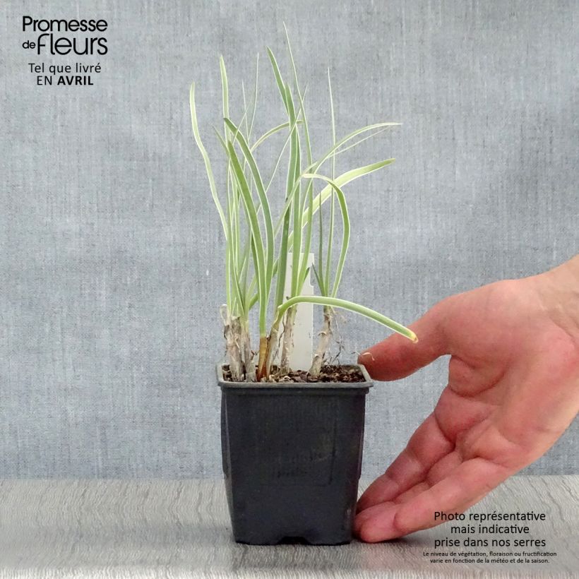 Tulbaghia violacea Silver Lace Vasetto da 8/9 cm esemplare consegnato in primavera