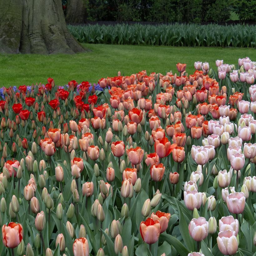 Tulipano Darwin Apricot Impression (Porto)