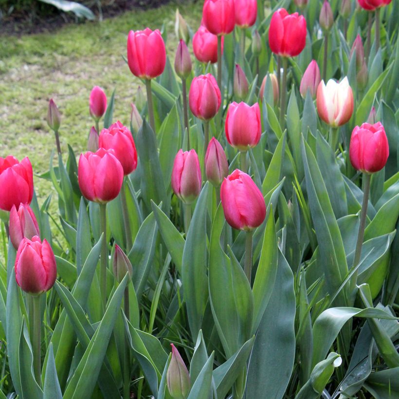 Tulipano Darwin Cherry Delight (Porto)