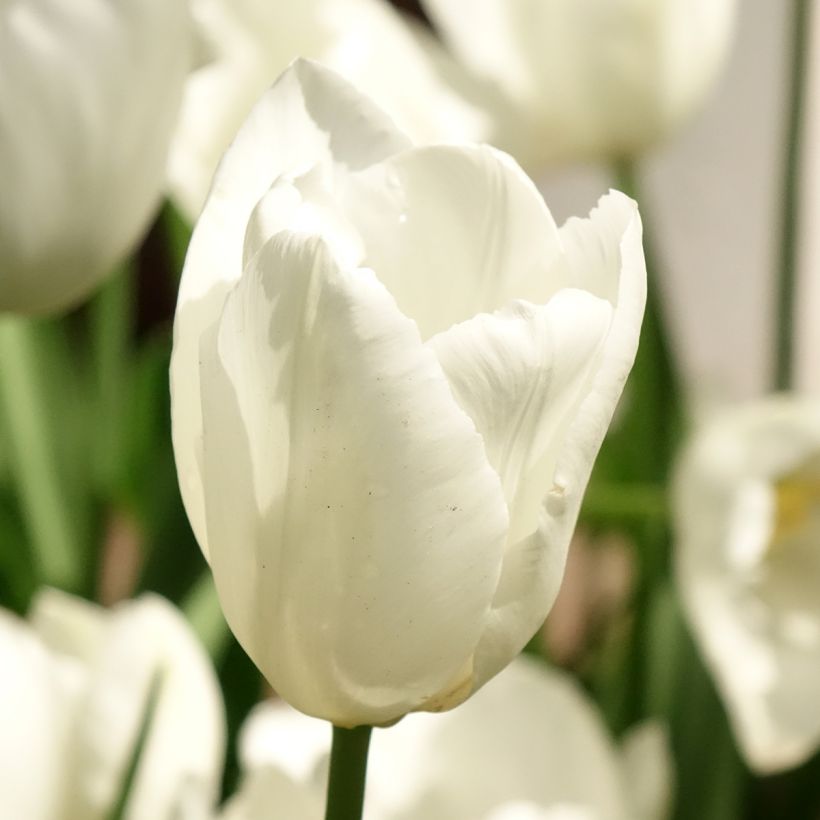 Tulipano Darwin Hakuun (Fioritura)