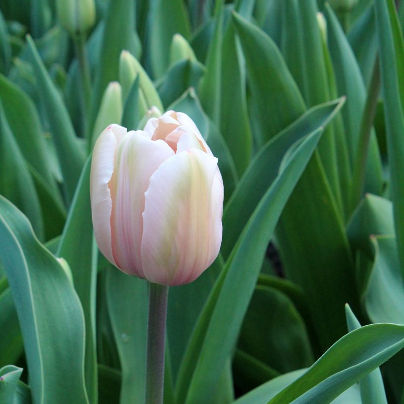 Tulipano Darwin Salmon Impression (Fioritura)