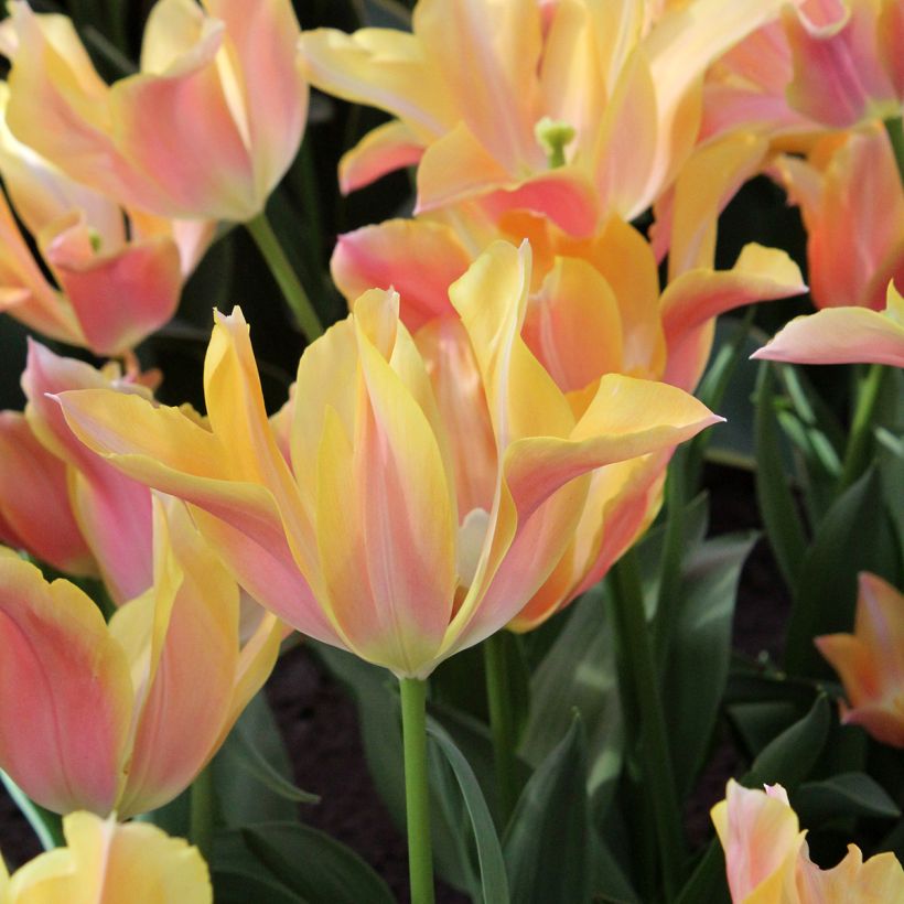 Tulipano Giglio Marianne (Fioritura)