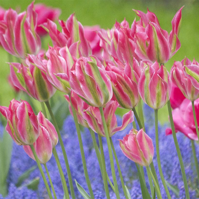 Tulipano Giglio Virichic (Fioritura)
