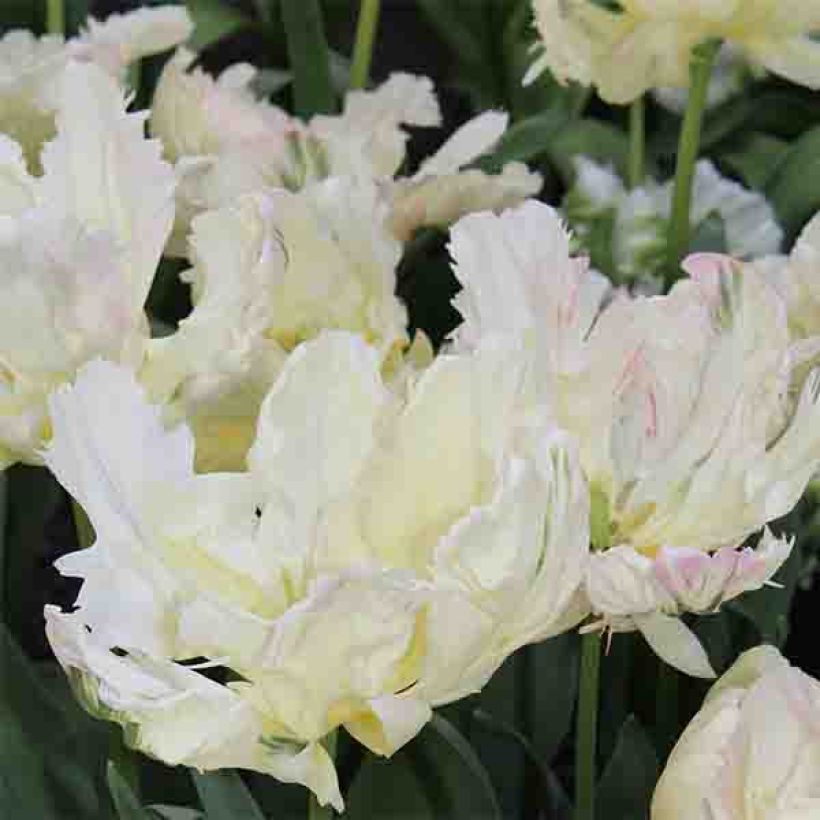 Tulipano Pappagallo Libretto Parrot (Fioritura)