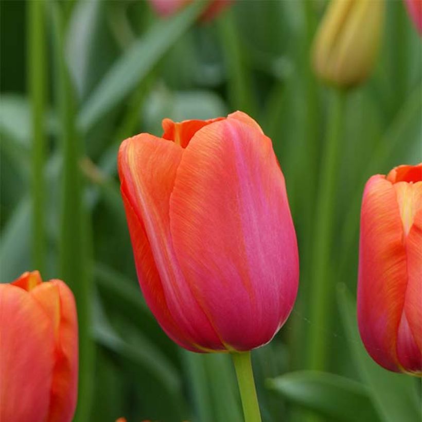 Tulipano Avignon (Fioritura)