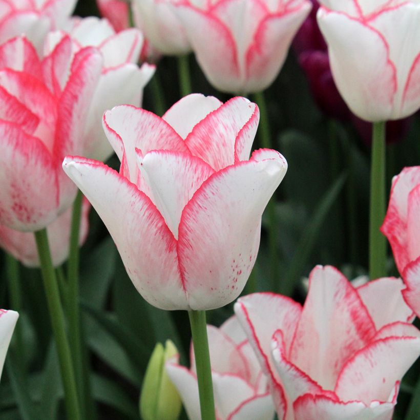 Tulipano Trionfo Beauty Trend (Fioritura)